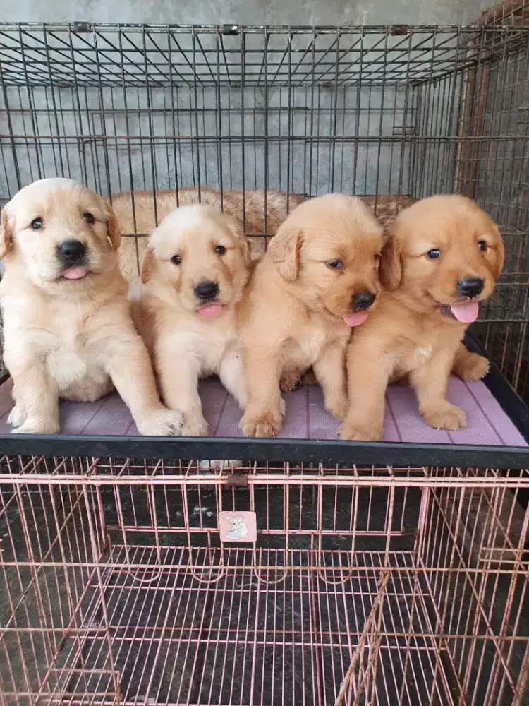 GOLDEN RETRIEVER PUPPIES