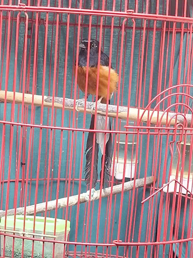 murai batu blorok tipis