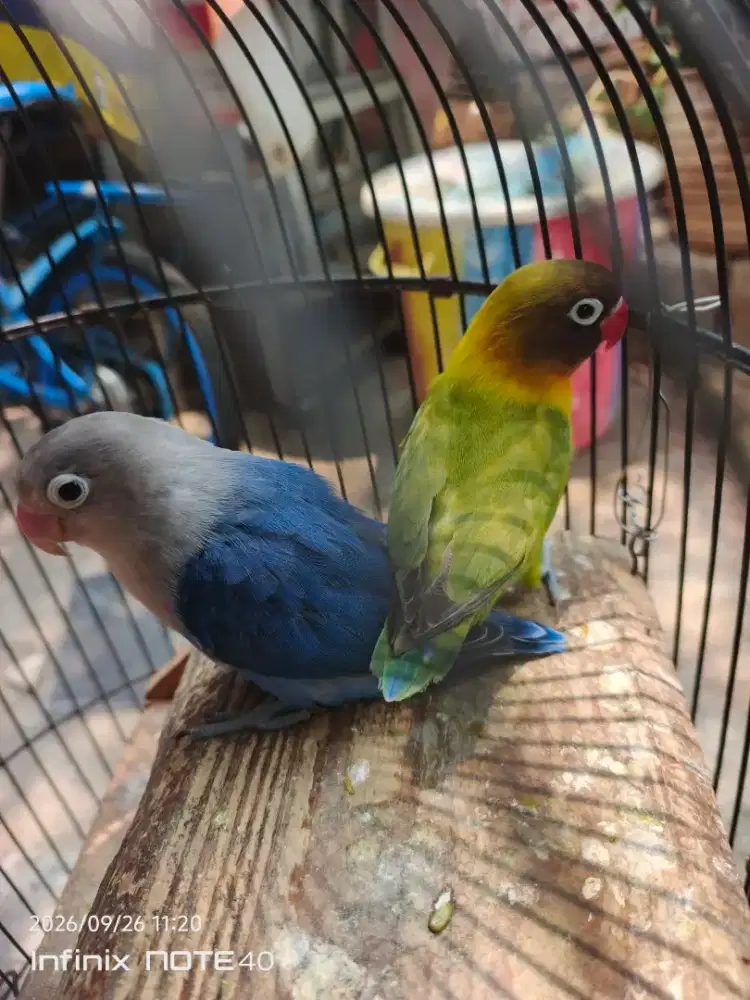 lovebrid warna sepasang bu
