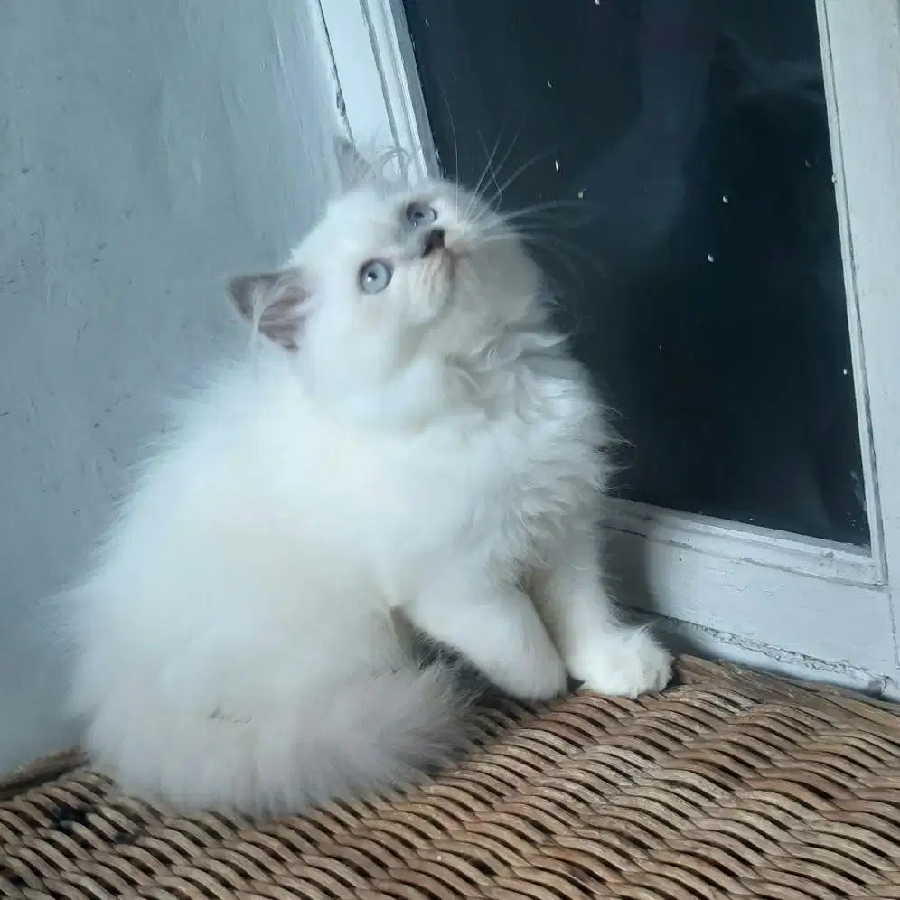 Kucing Persia Jantan