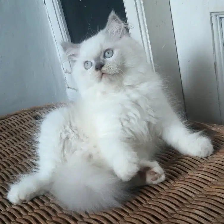 Anakan Kucing Persia Jantan