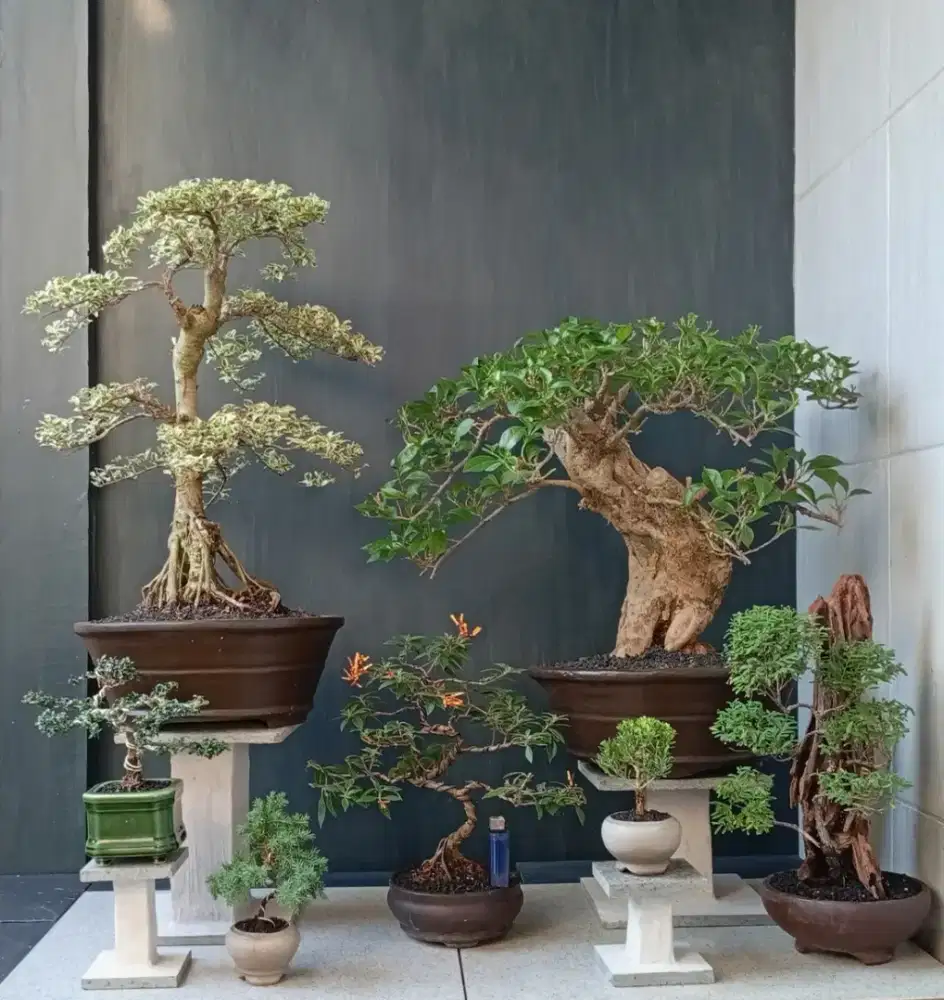 Bonsai hias cantik ada 7 pohon