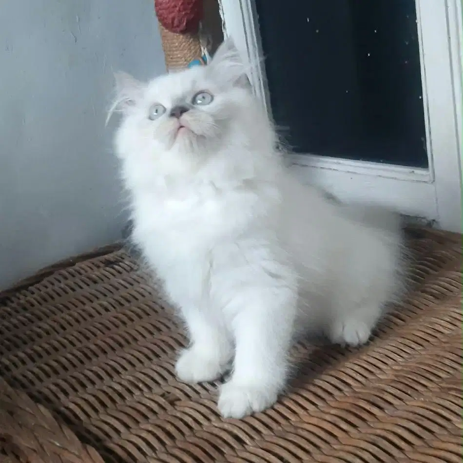 Kitten Persia Jantan