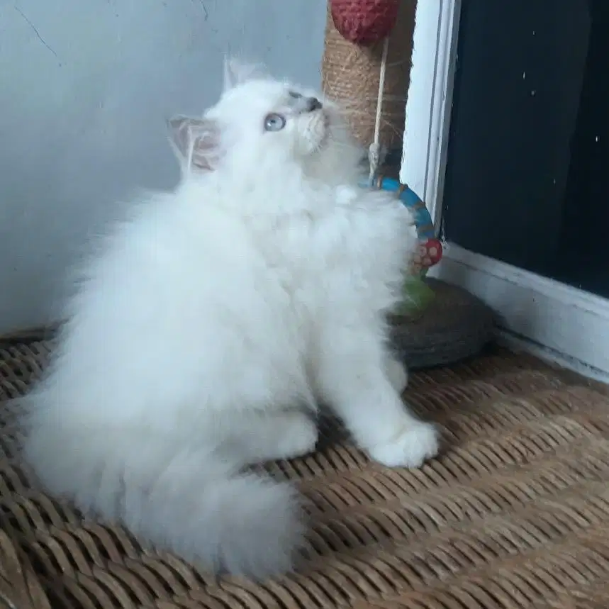 Kucing Persia Medium Jantan