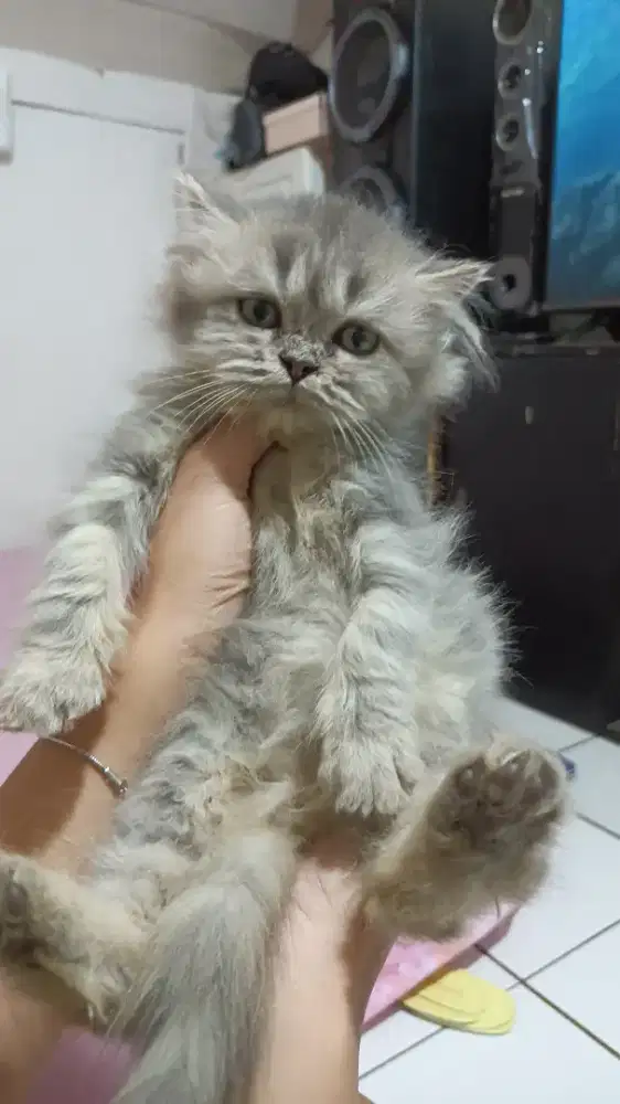 KUCING FLATNOSE LONGHAIR