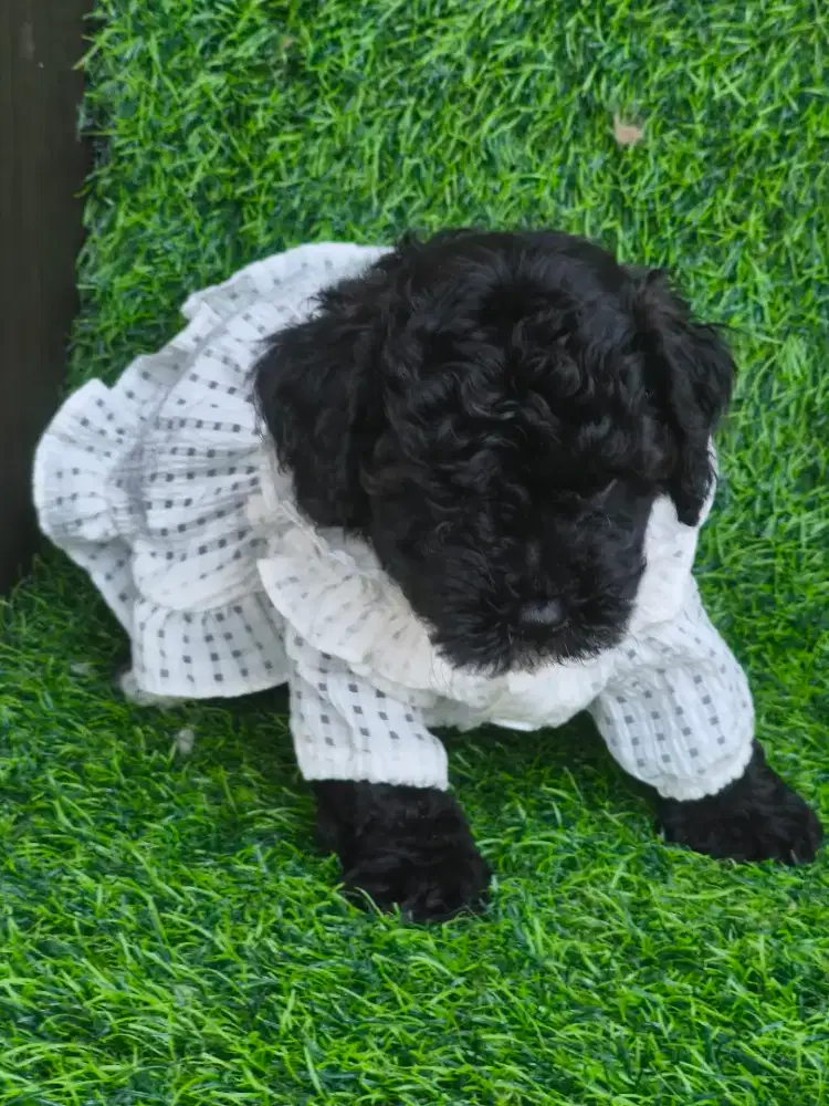 Female Black Poodle