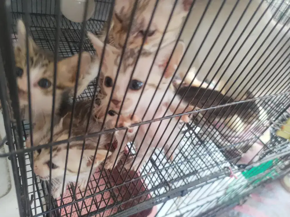 makanan kucing meong meong