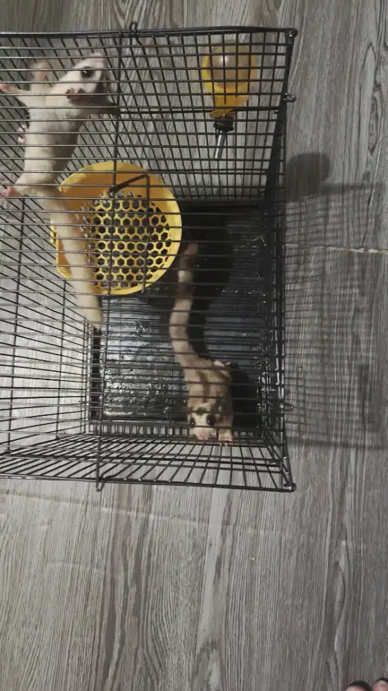 Sepasang sugar glider mozaik grade A