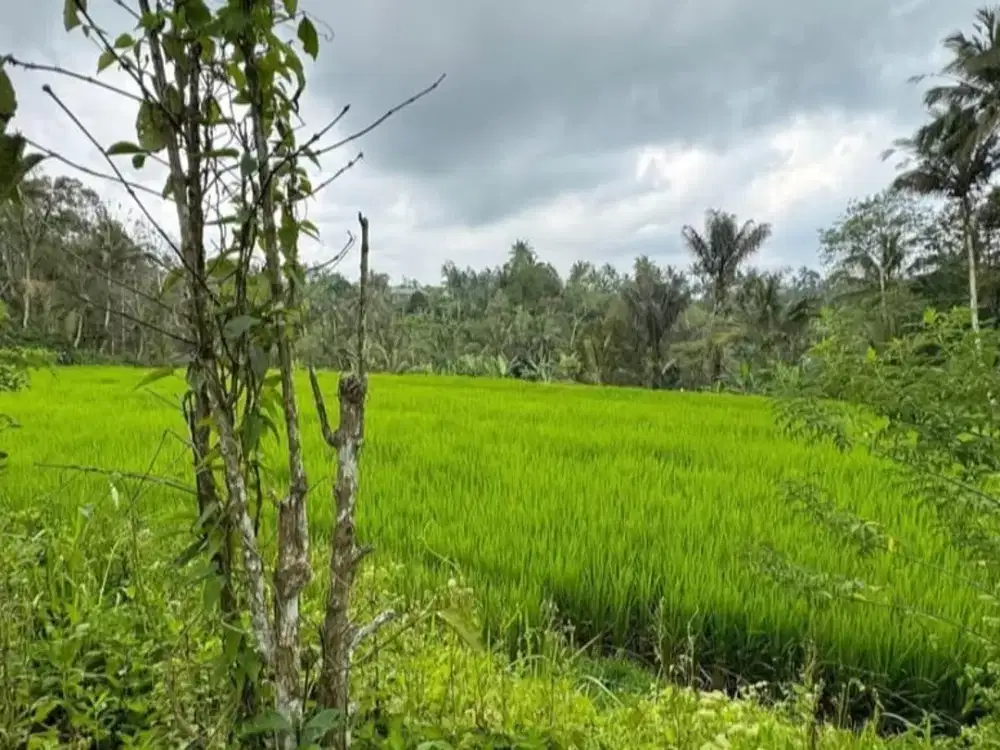 Dijual Lahan dengan View yang Indah dan Sejuk di Sanda Pupuan