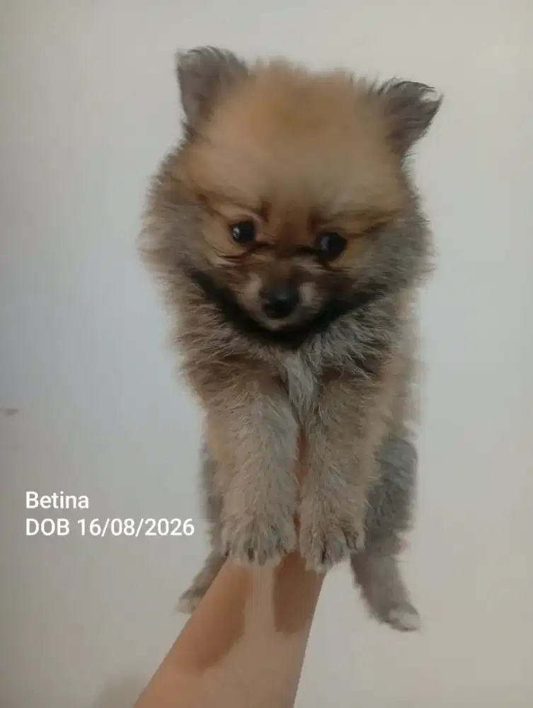 Anak Anjing Minipom