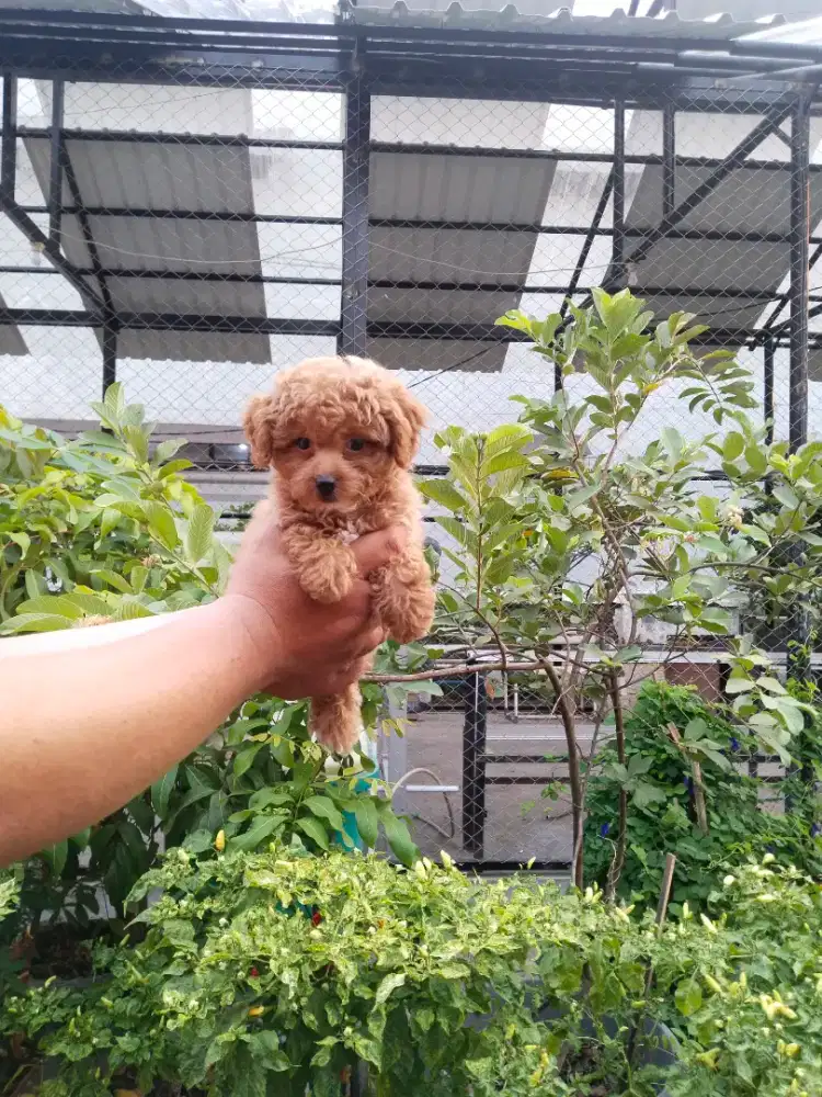 Anak anjing poodle