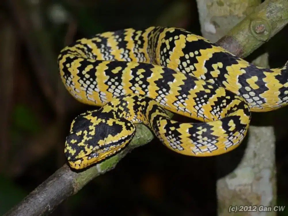 Wagleri Viper Pohon