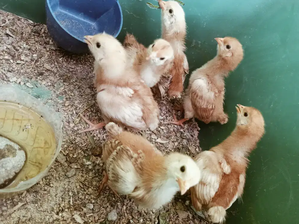 Doc ayam petelur merah betina