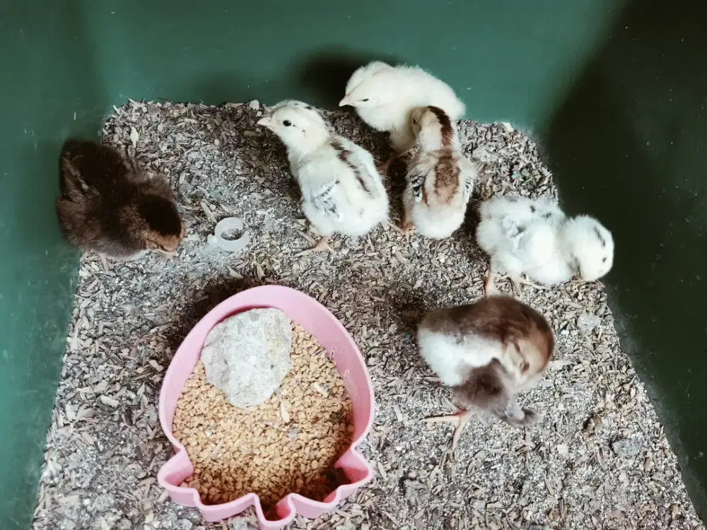 Ayam kampung KUB doc