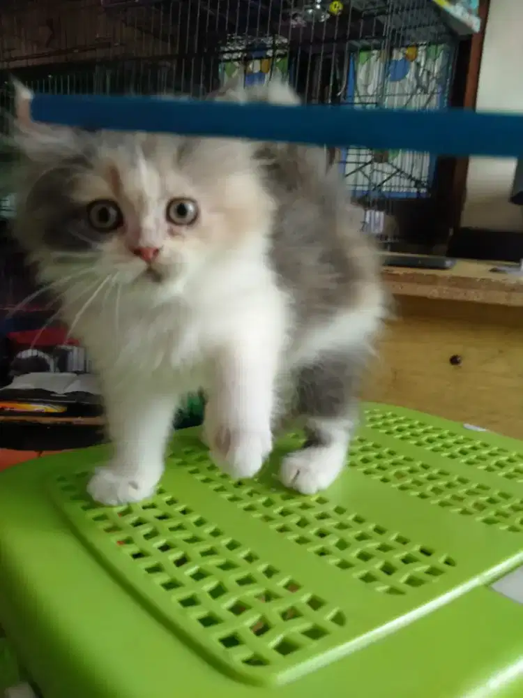 Kitten Persia betina