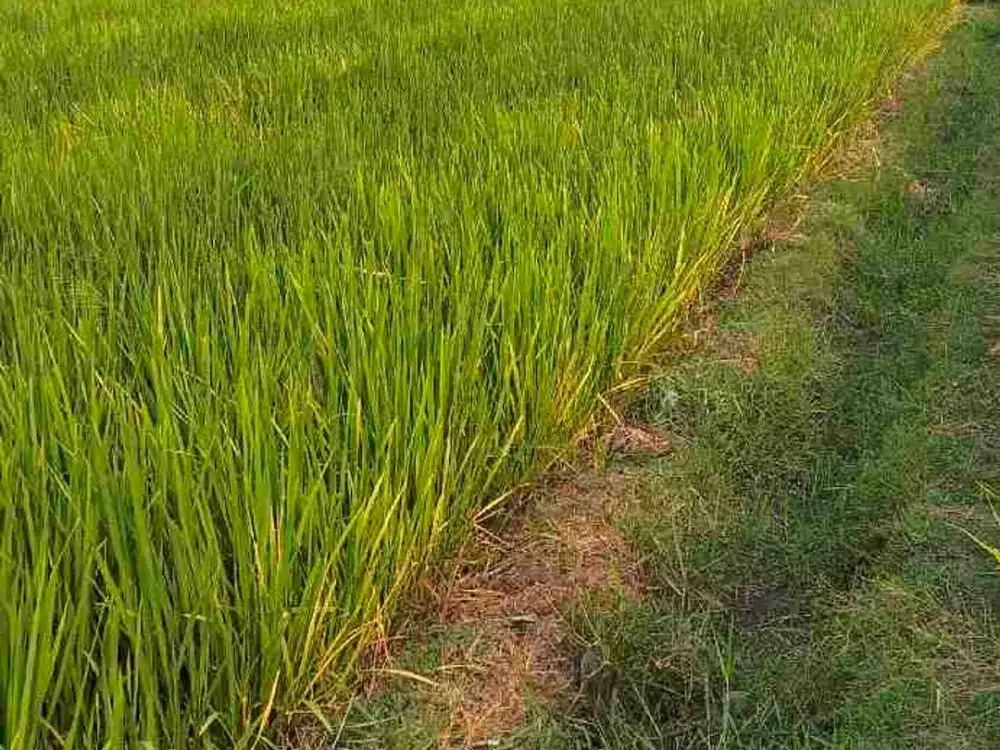 sawah ngawi