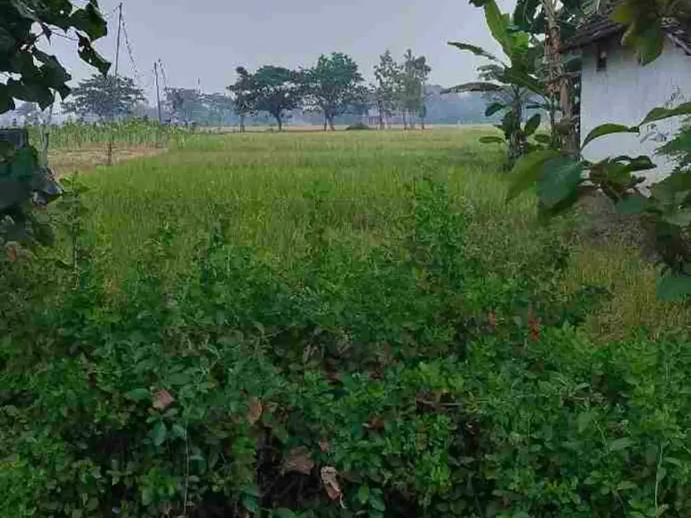 sawah ngawi