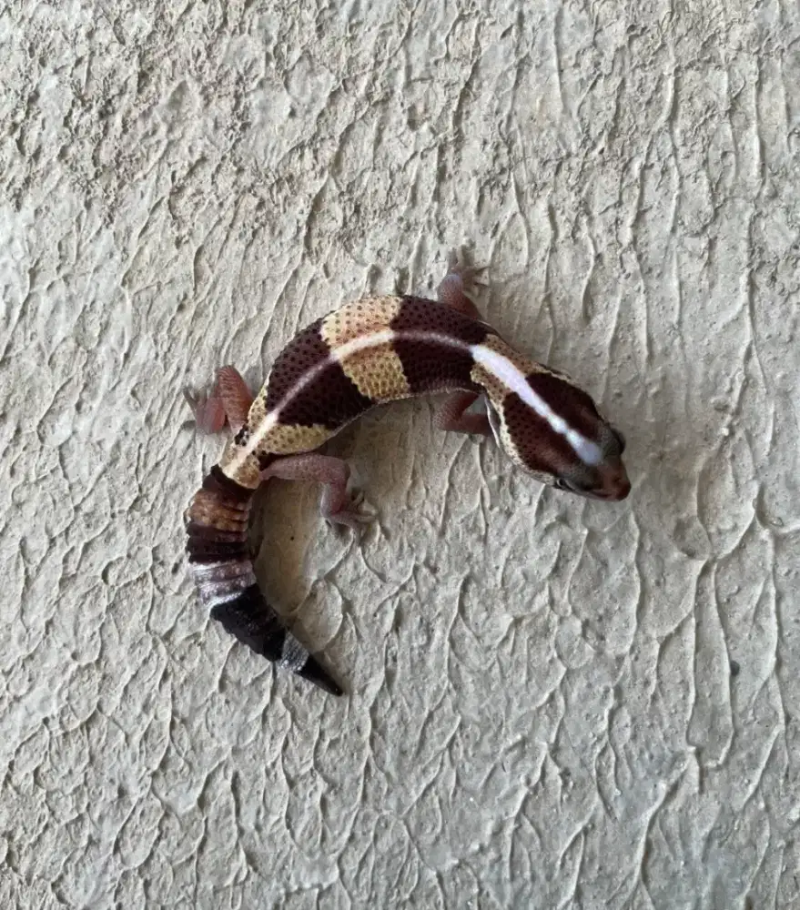 Aft Gecko Normal Stripe