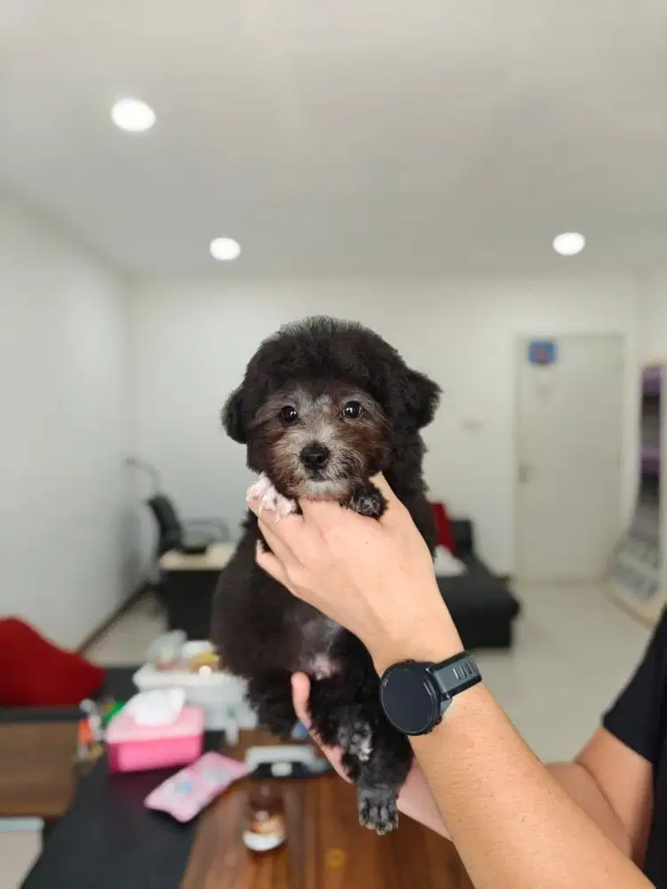 Tiny poodle silver male