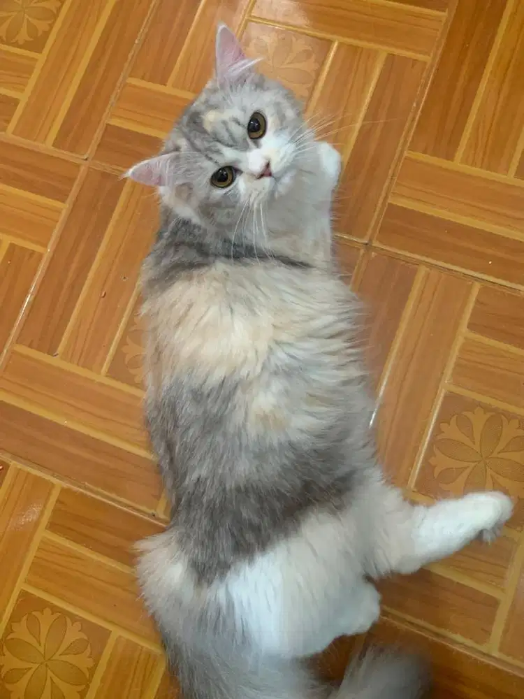 Open Adopt kucing Persia