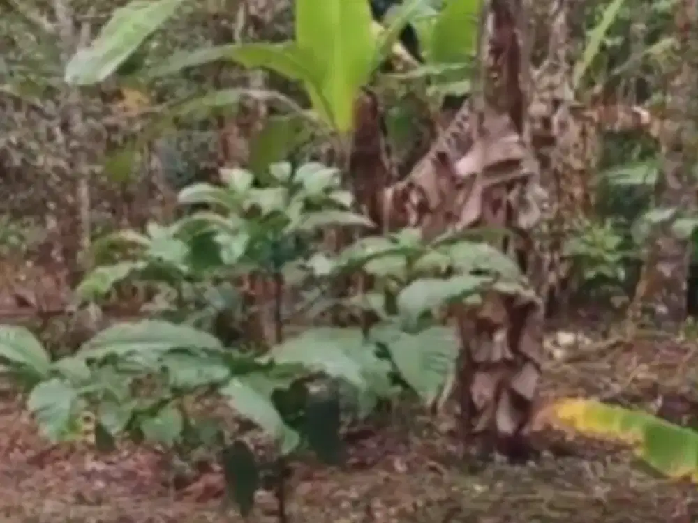 Dijual Lahan Perkebunan Murah Lingkungannya Sejuk dan Asri