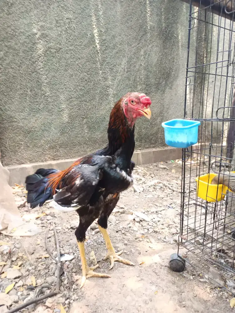 Ayam Shamo Remaja