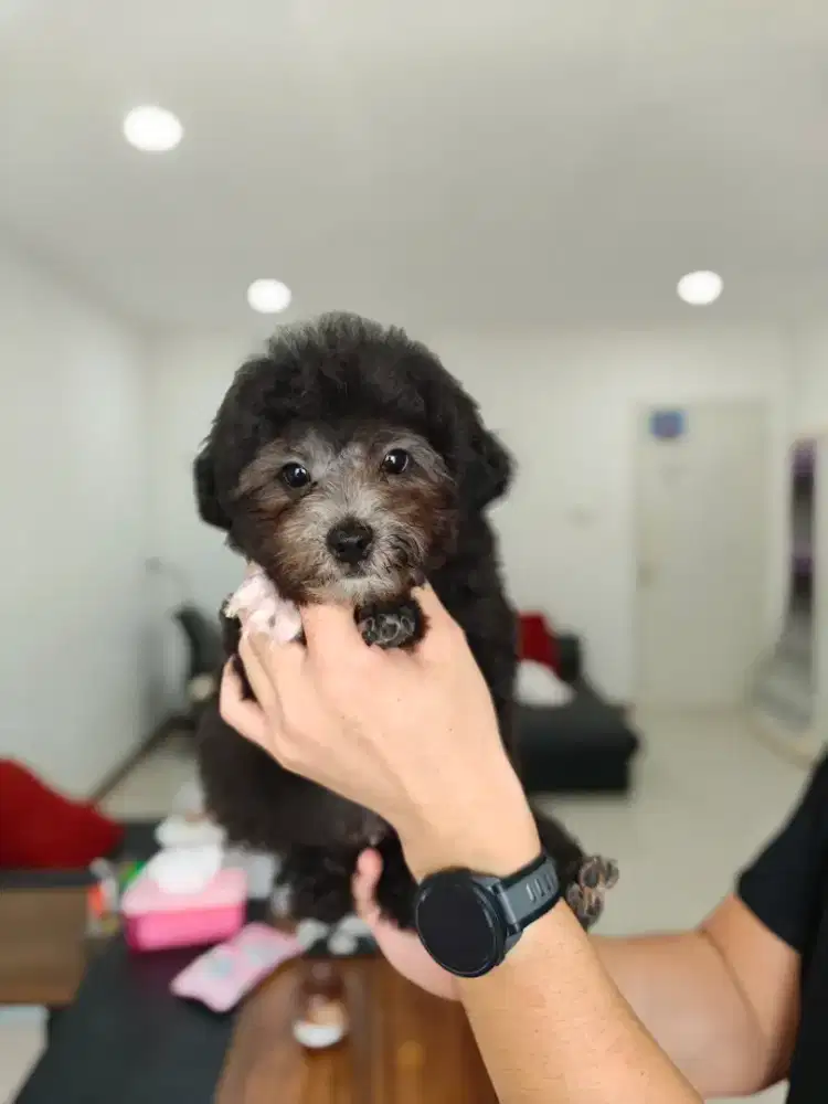 Dijual Silver Toy Poodle Jantan