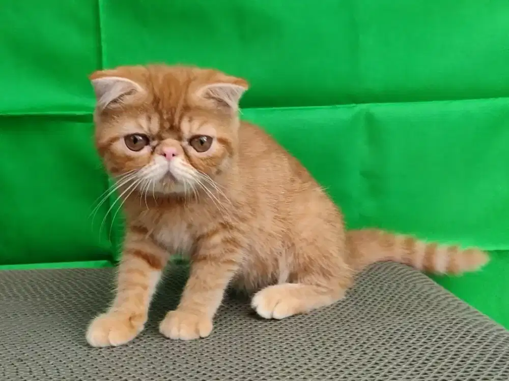 Kitten foldex betina