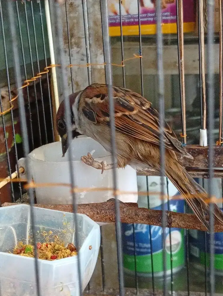 Burung anakan greja lolohan  jinek belajar bunyi