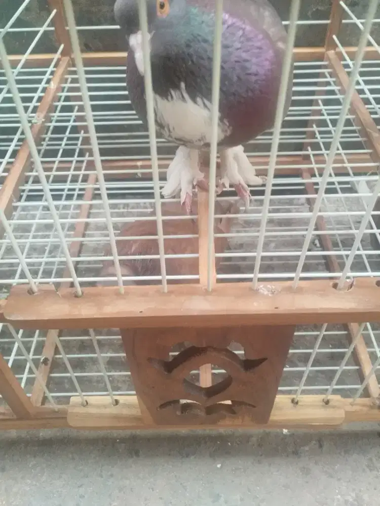Dijual merpati bahan.1 pasang giring,1 pasang naik giring