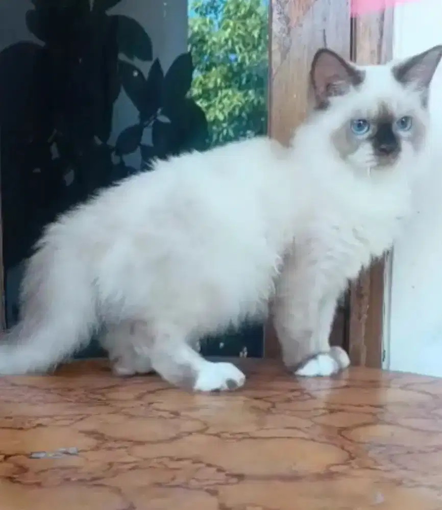kucing Persia Himalaya