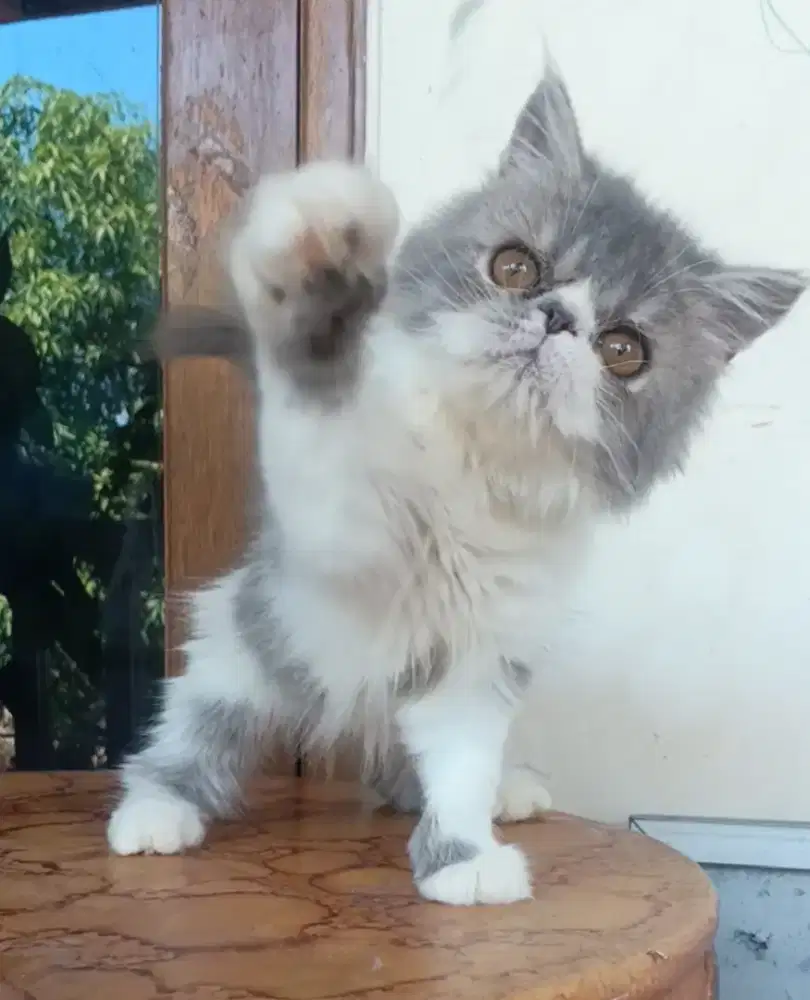 kucing Persia peaknose