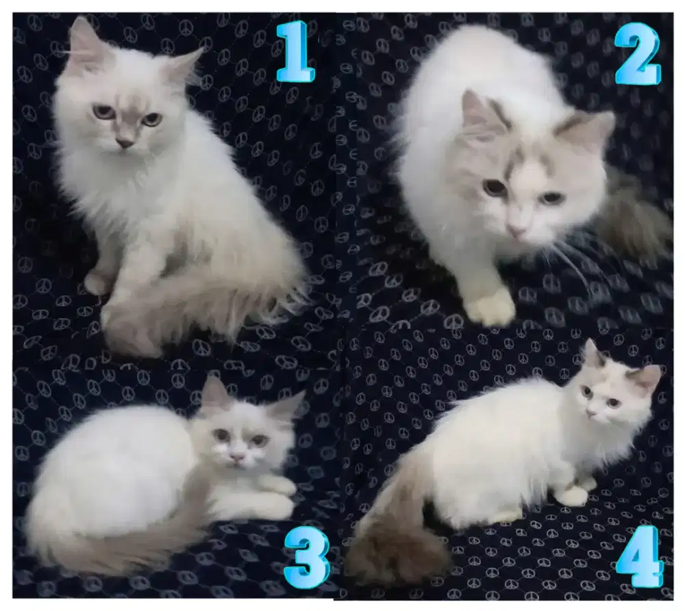 Kucing Ragdoll Jantan