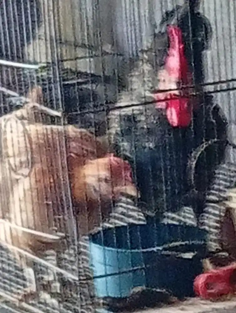 Ayam Kate sepasang