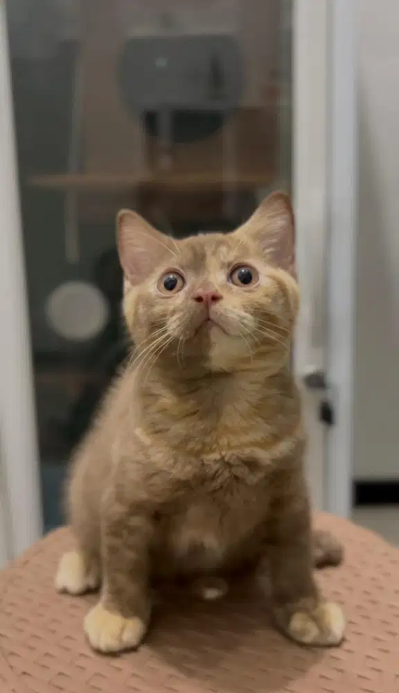 British Shorthair Chimera RARE