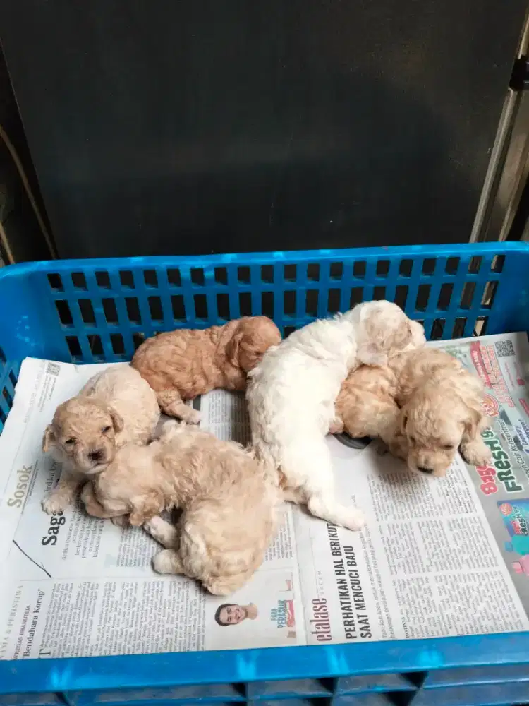 Puppy Toy Poodle