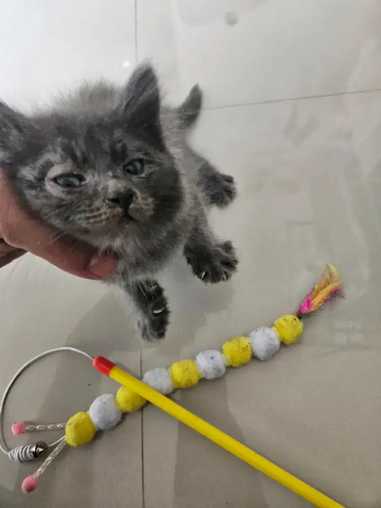 Kucing BSH Mix persia