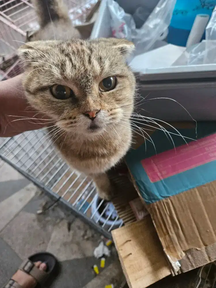 Scottish fold betina