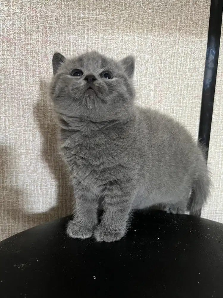 Kucing Kitten bsh