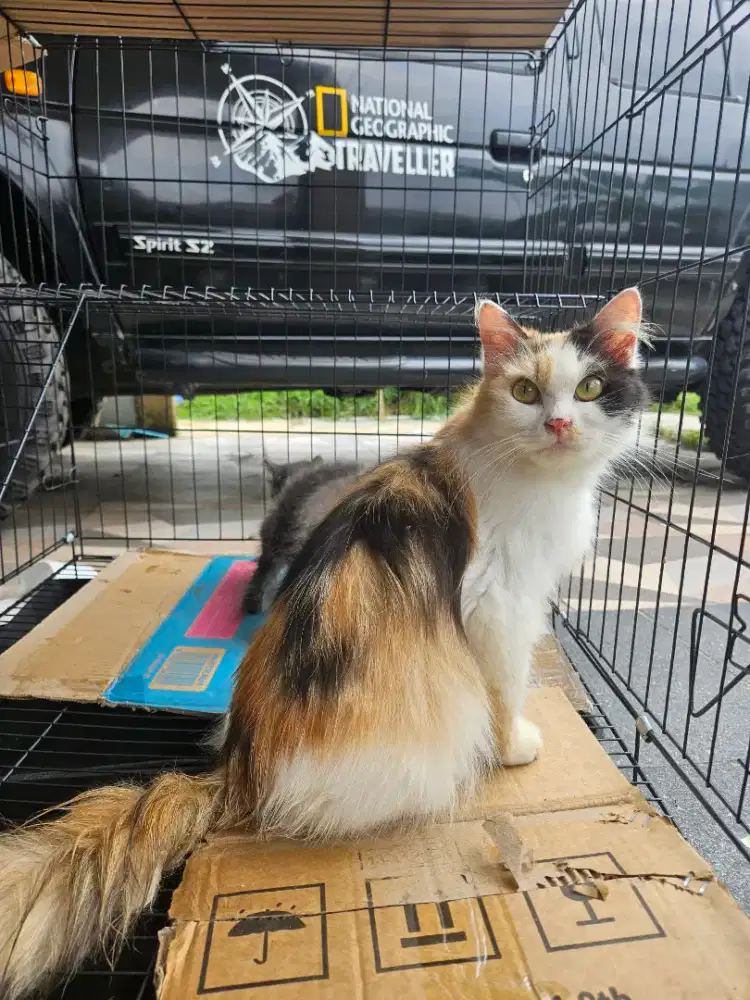 Persia Betina Calico