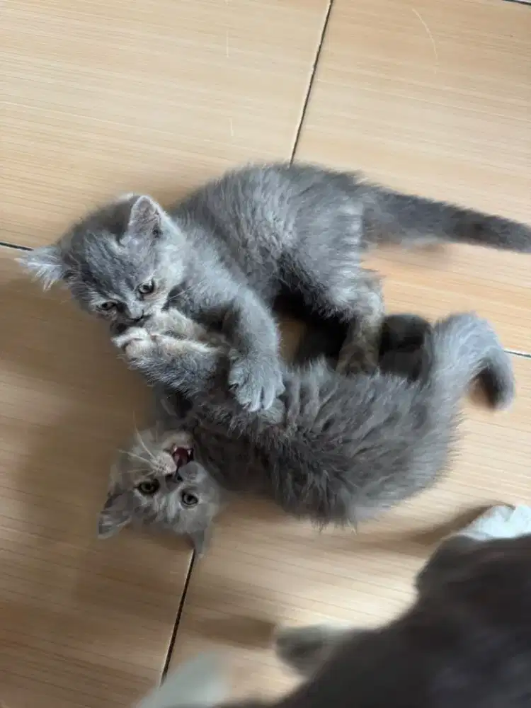 Kitten BSH Betina Blue Cream Tortie | British Shorthair | Fluffy