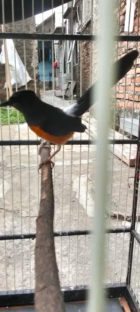 Murai betina siap ternak