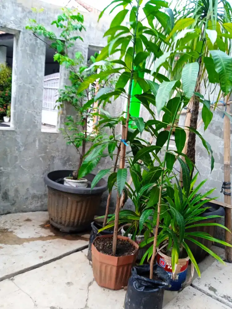 Benih mangga indramayu