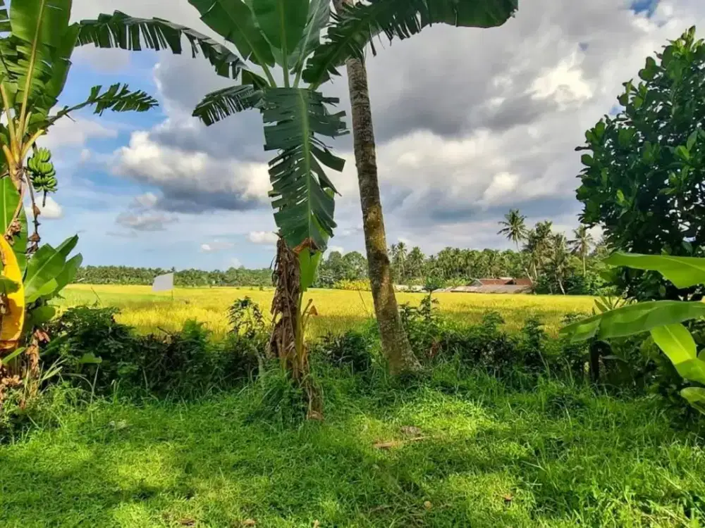 Dijual Tanah Super View Sawah dan Gunung Timpag Kerambitan