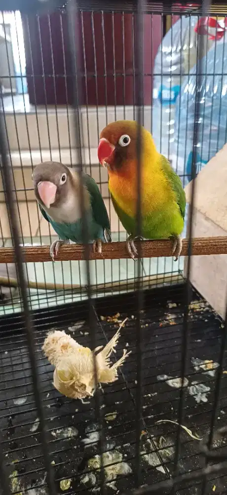 Lovebird sepasang sehat fullset sama kandang