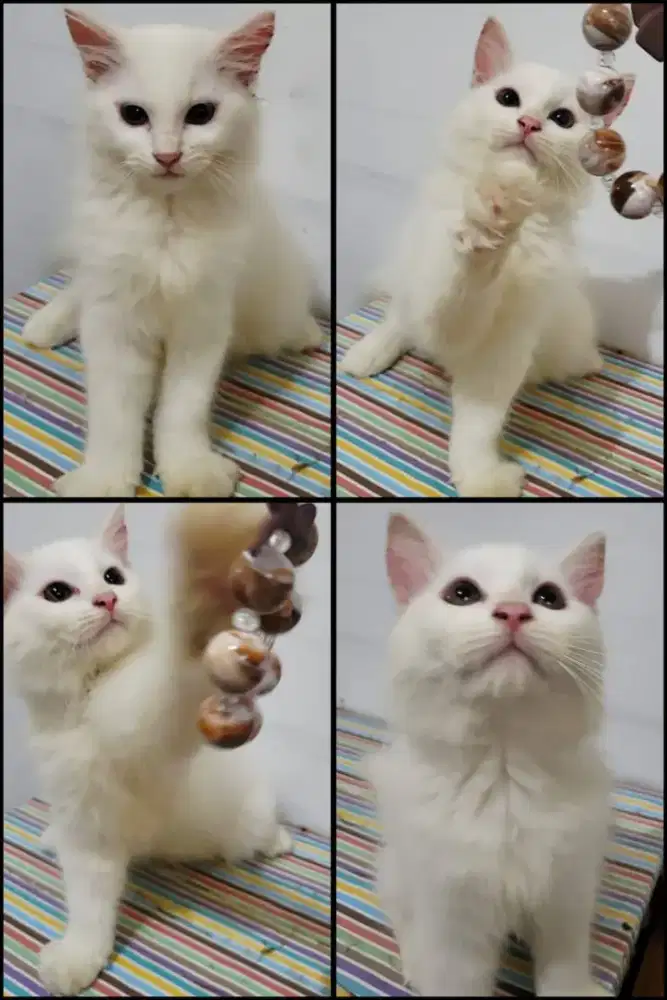 OPEN ADOPT KITTEN BSH MIX PERSIA