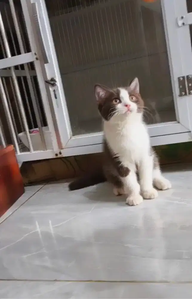 Kitten cinnamon 3bulan jantan
