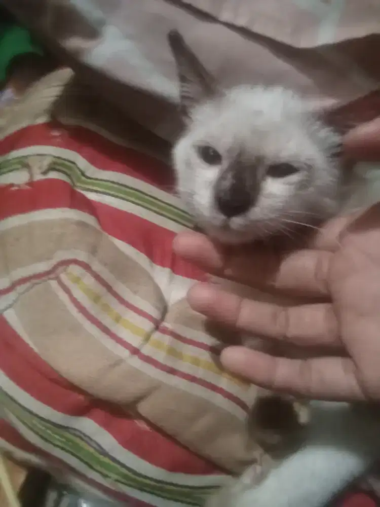 Kucing Himalaya ganti pakan