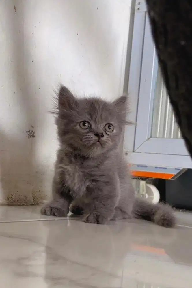 munchkin betina mix BSH