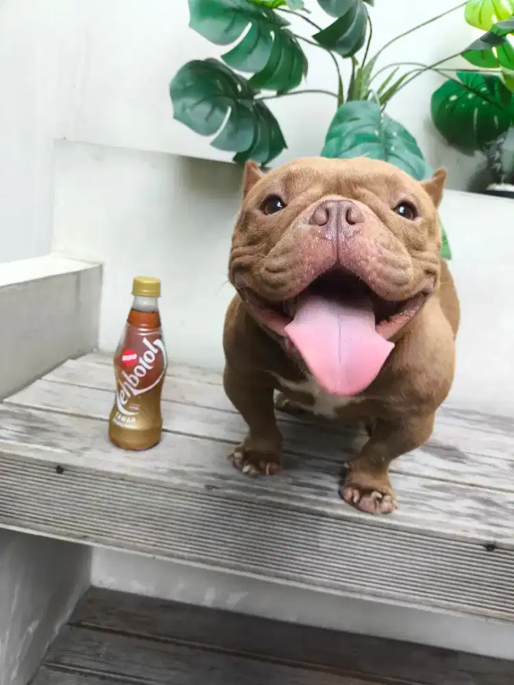 Dijual Female Nano American Bully